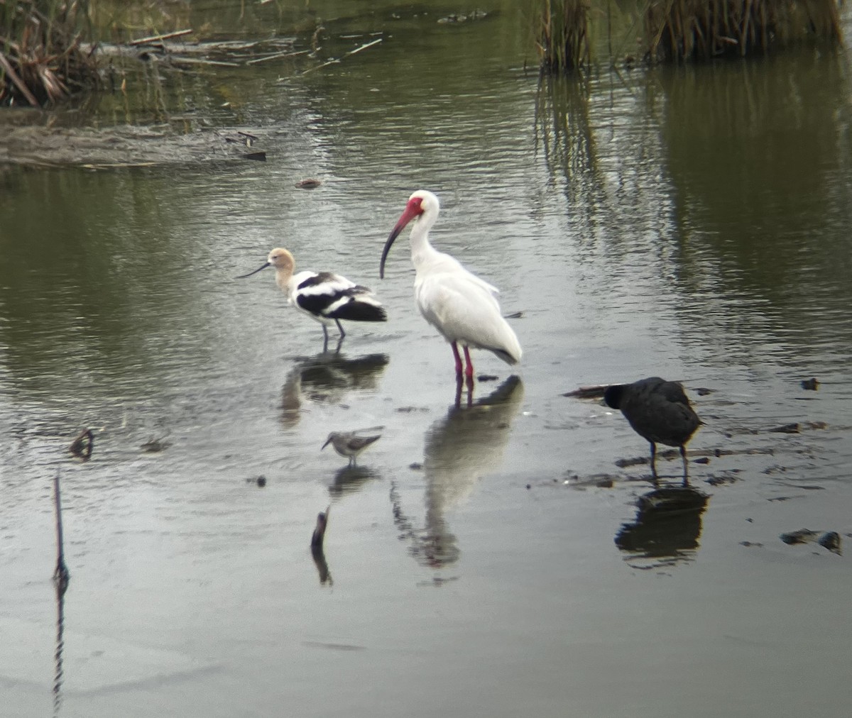 ibis bílý - ML619648533