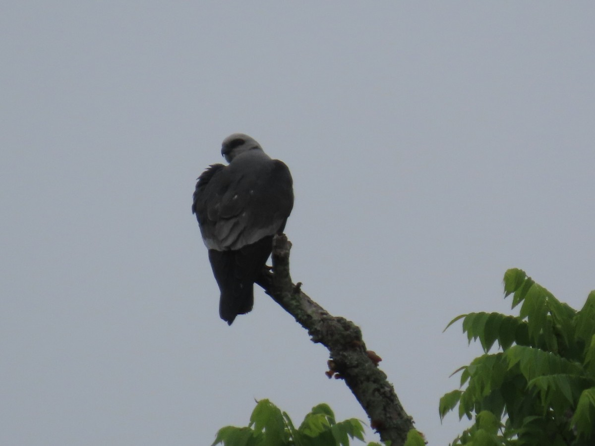 Mississippi Kite - robert lethco