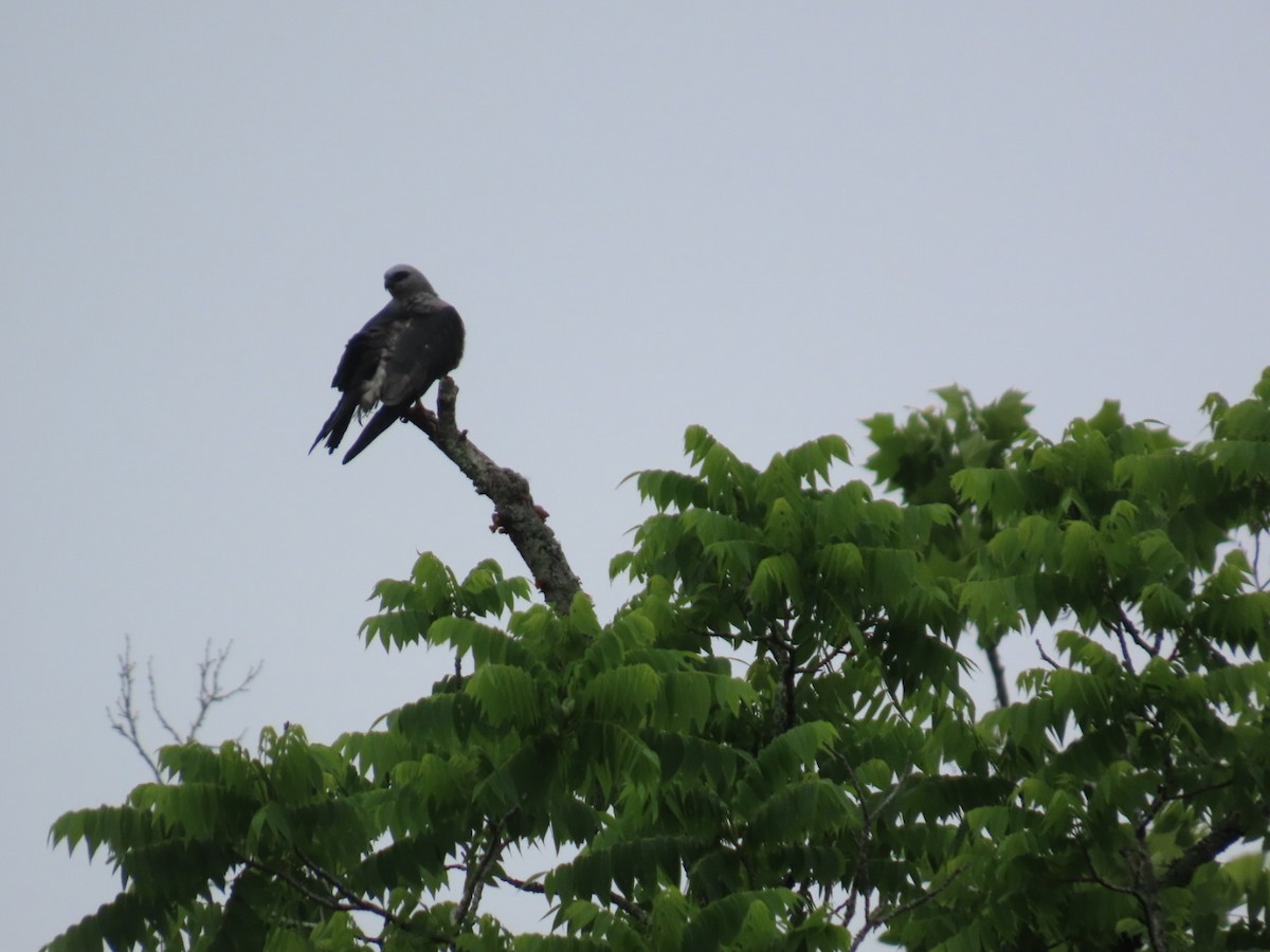 Mississippi Kite - robert lethco