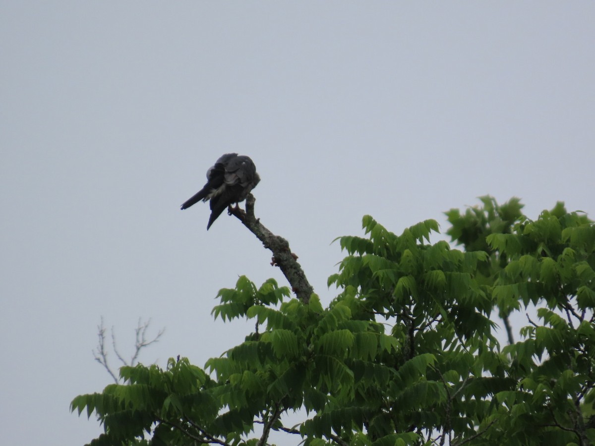 Mississippi Kite - robert lethco