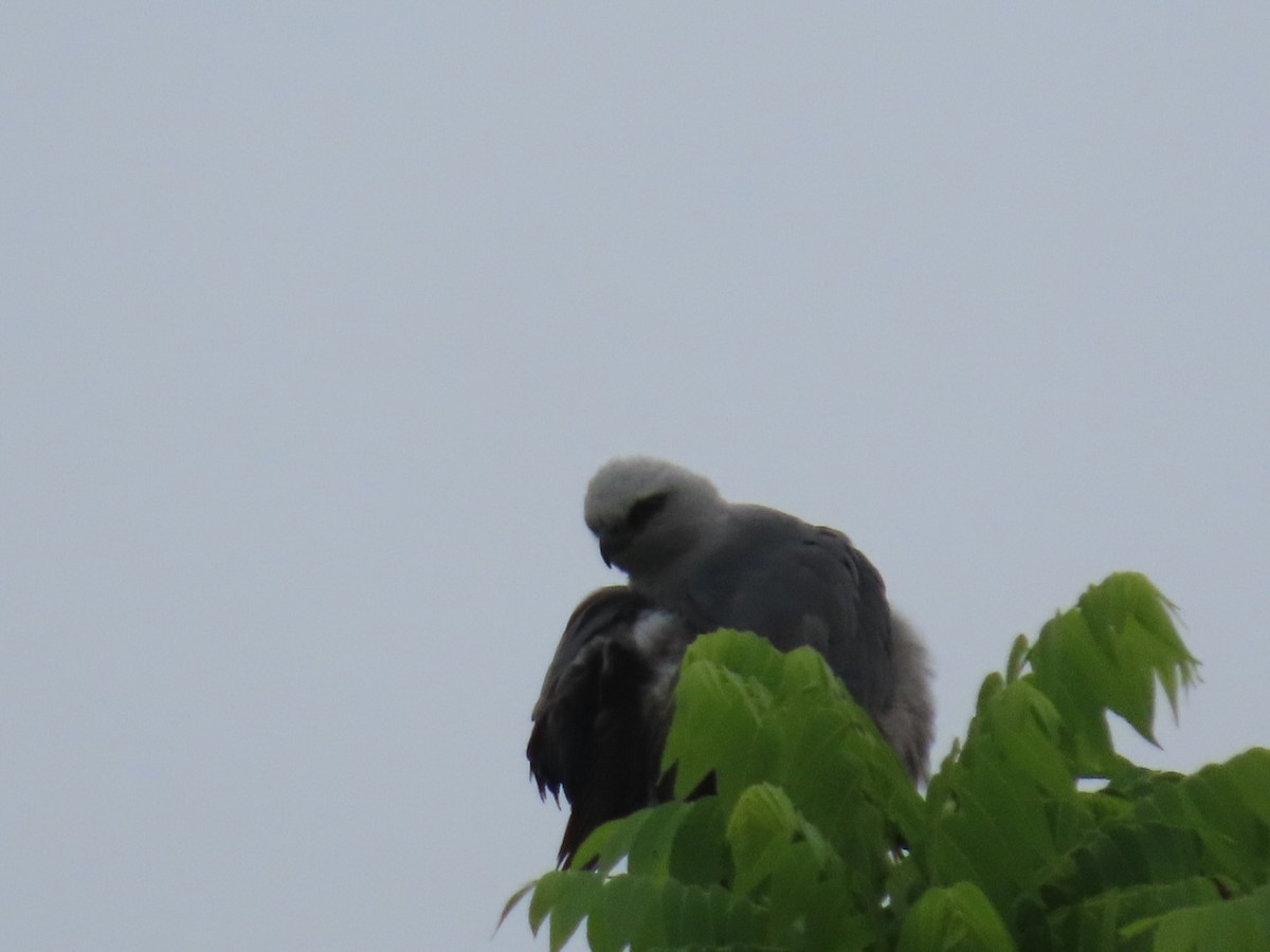 Mississippi Kite - robert lethco