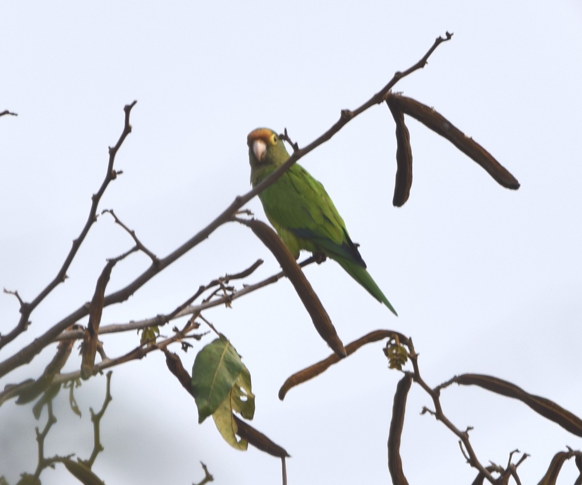 Orange-fronted Parakeet - Zuly Escobedo / Osberto Pineda