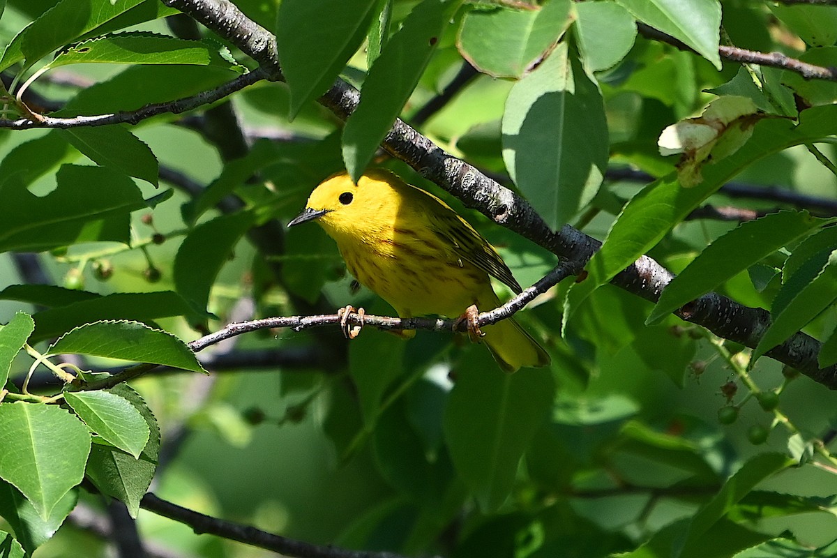 Yellow Warbler - Chad Ludwig