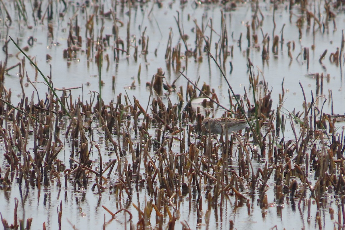 White-rumped Sandpiper - David Brinkman