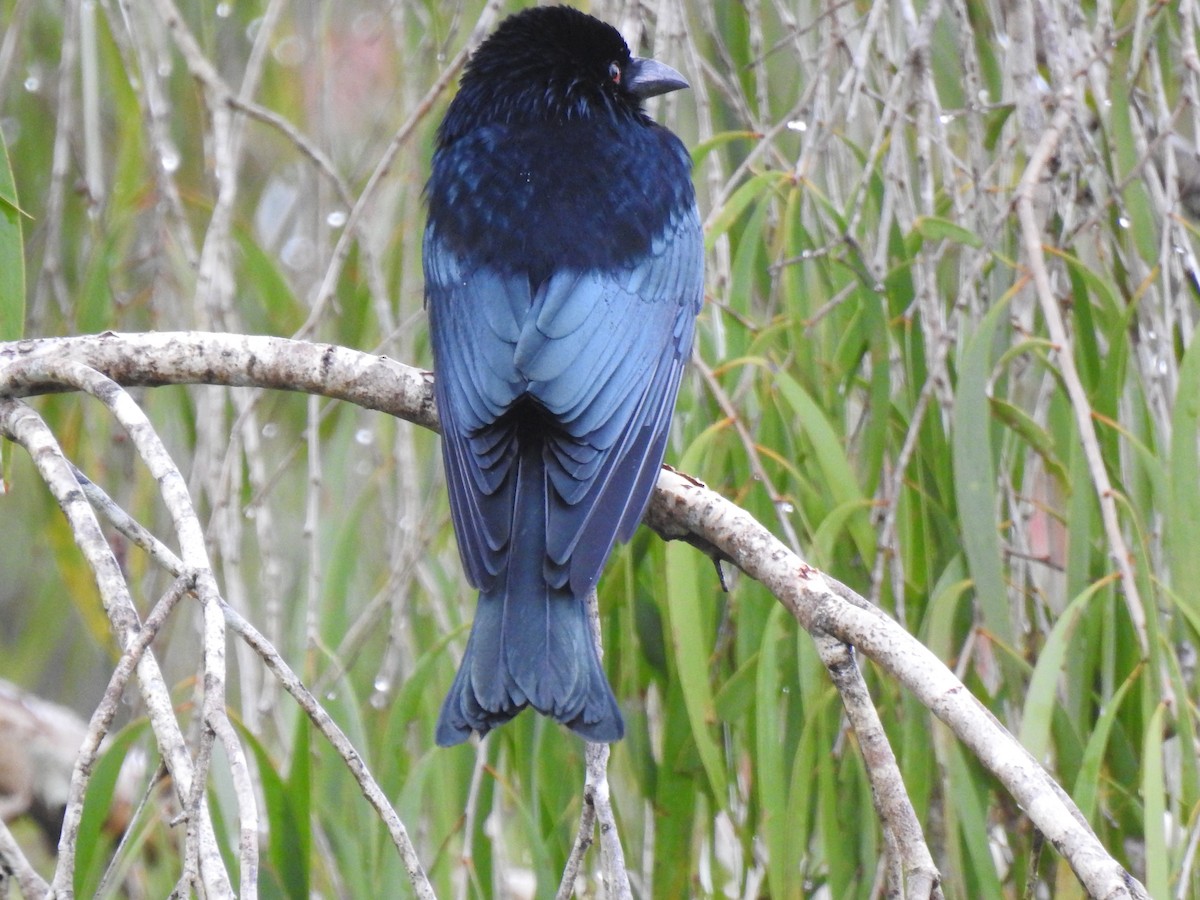 Spangled Drongo - ML619648553