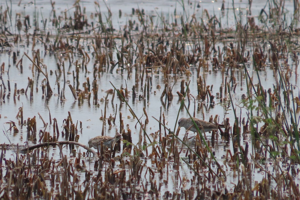 White-rumped Sandpiper - David Brinkman