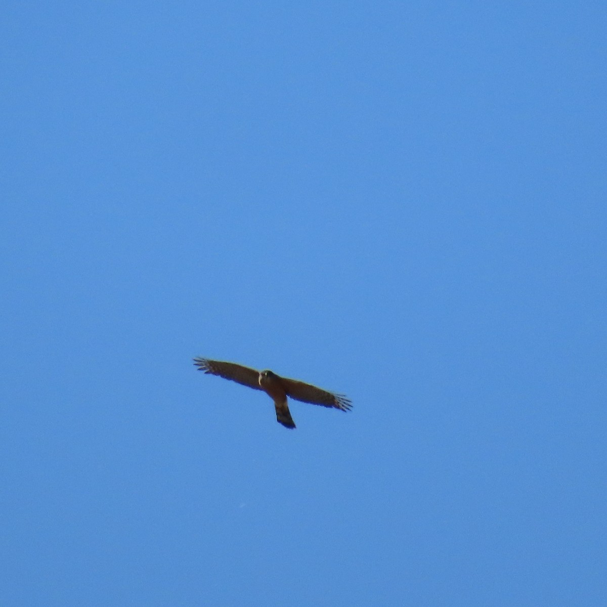 Cooper's Hawk - Brian Nothhelfer