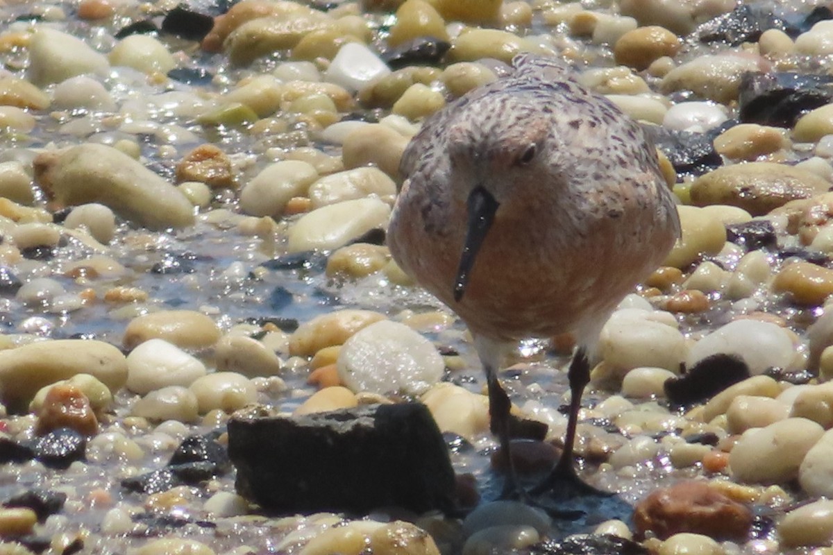 Red Knot - ML619648560