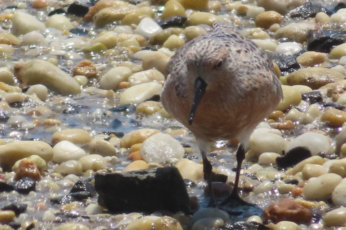 Red Knot - DsE McEn