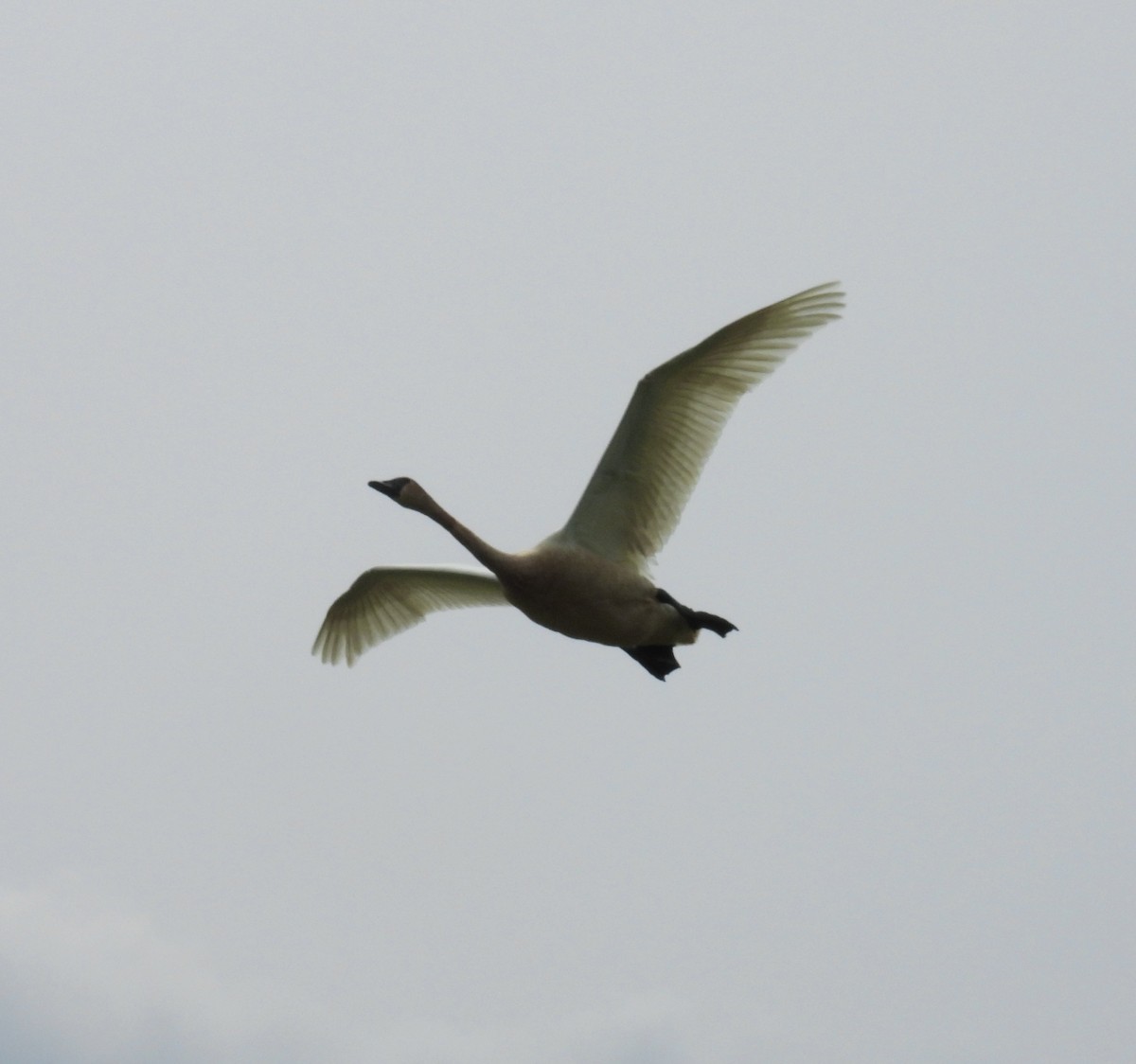 Trumpeter Swan - Tracy Wiczer