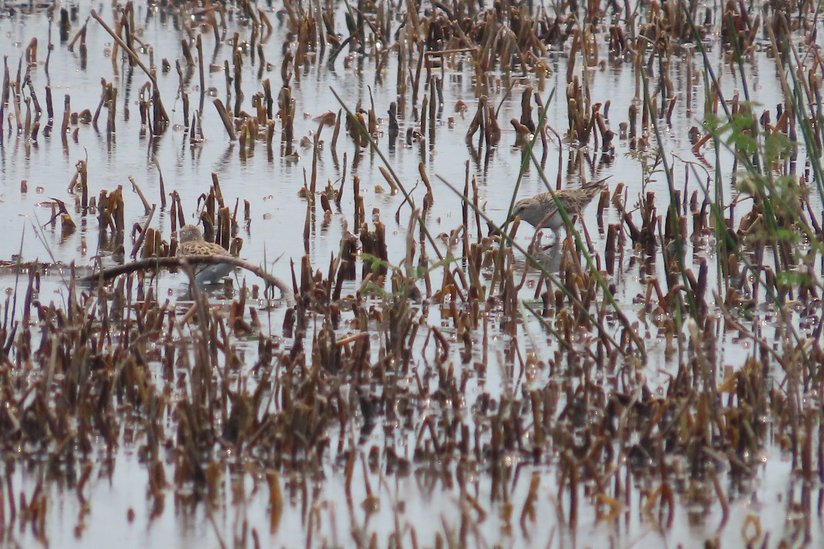 White-rumped Sandpiper - David Brinkman