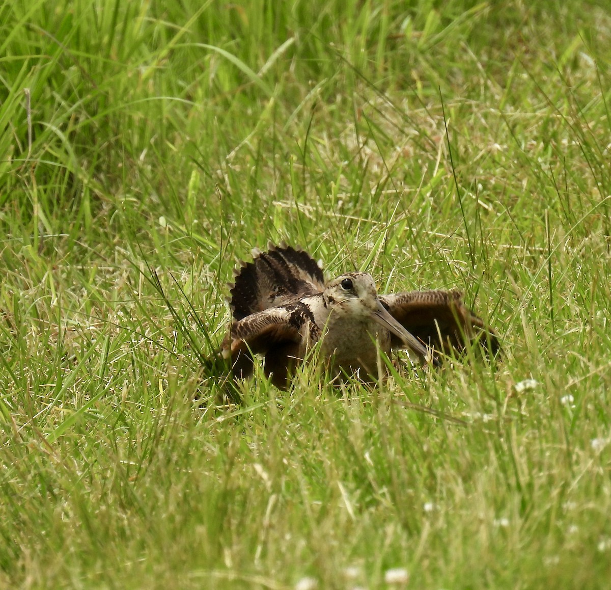 American Woodcock - Tracy Wiczer