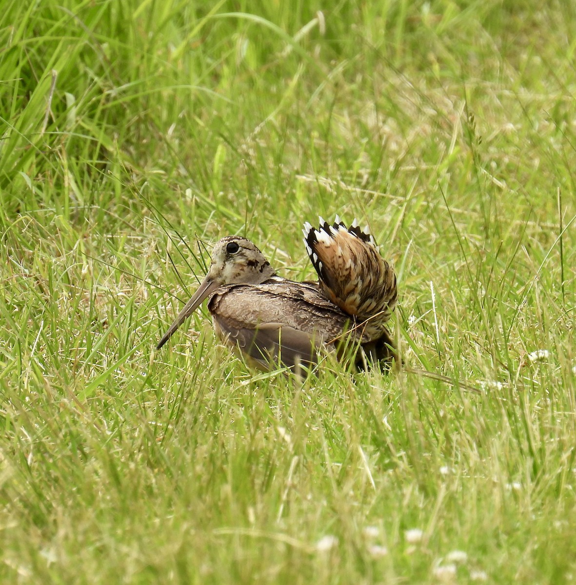 American Woodcock - Tracy Wiczer