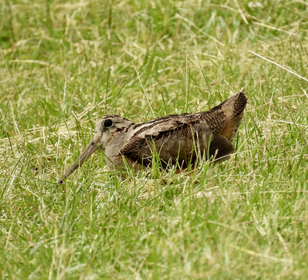 American Woodcock - Tracy Wiczer