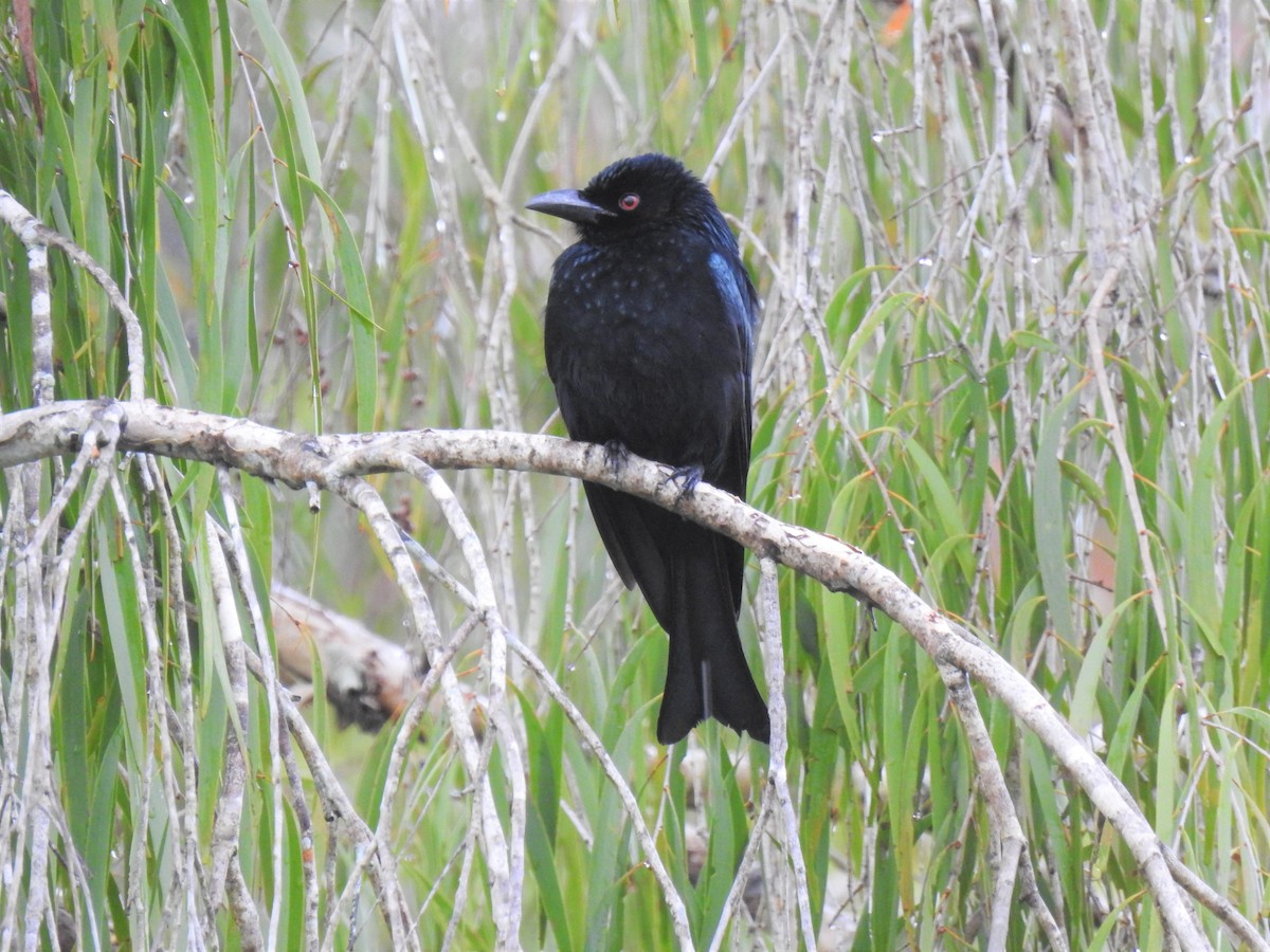 Spangled Drongo - ML619648572