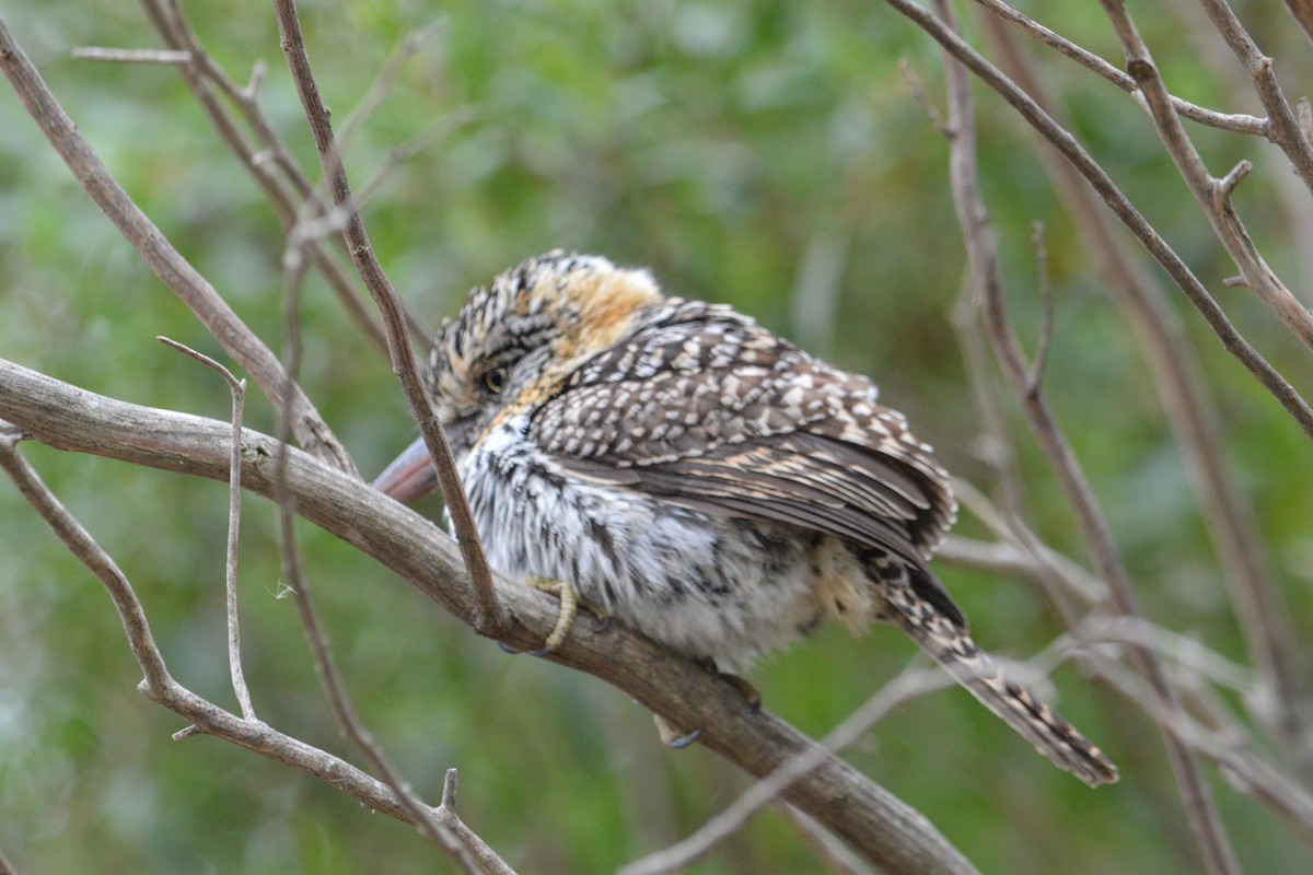 Spot-backed Puffbird - ML619648574