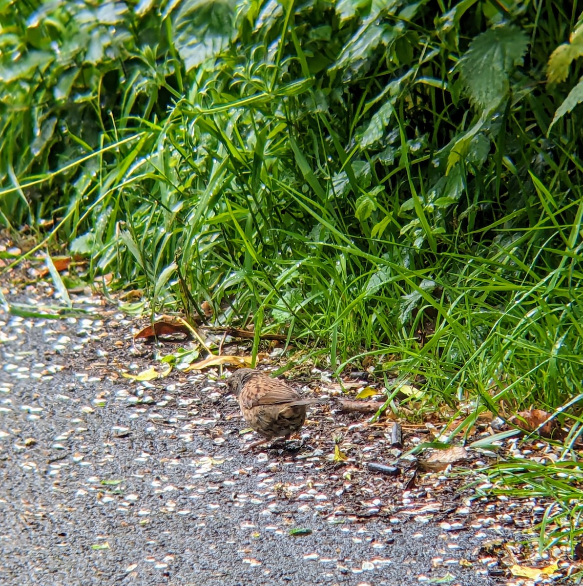 Dunnock - Noel Reiling