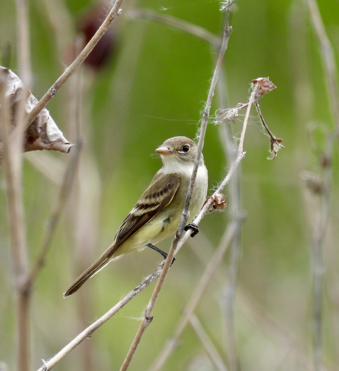 Willow Flycatcher - Tracy Wiczer