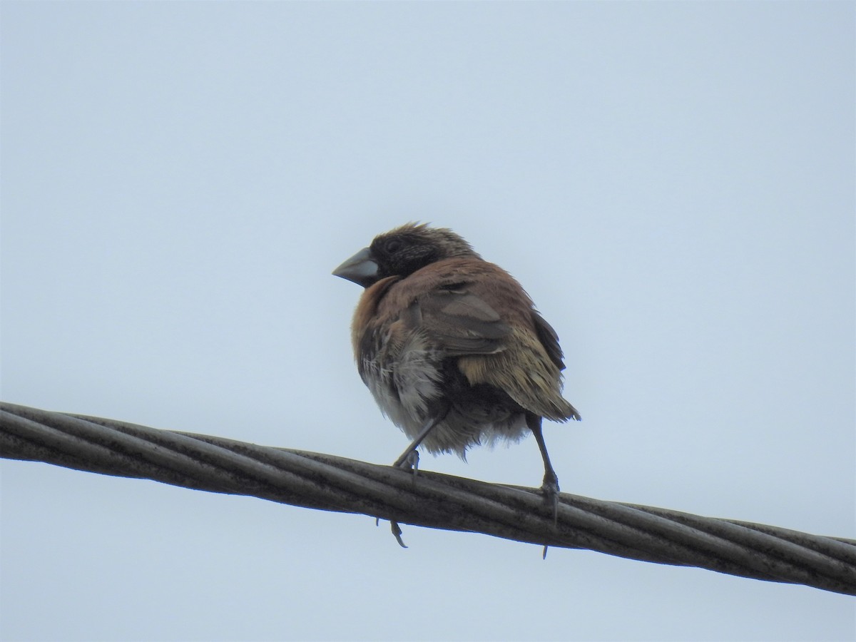 Chestnut-breasted Munia - Monica Mesch