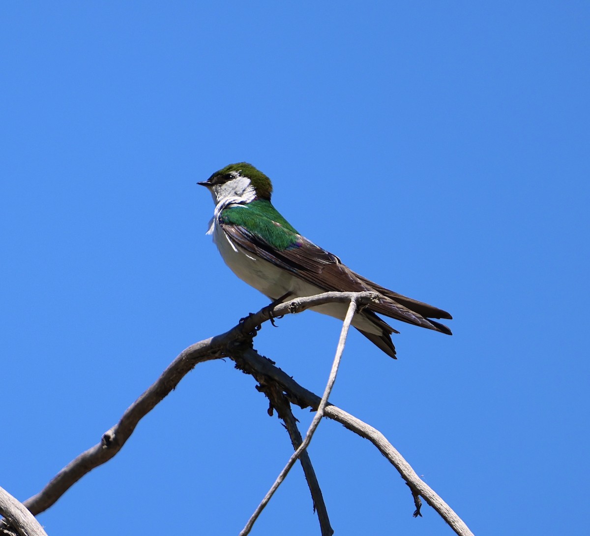 Violet-green Swallow - Jacob Truetken