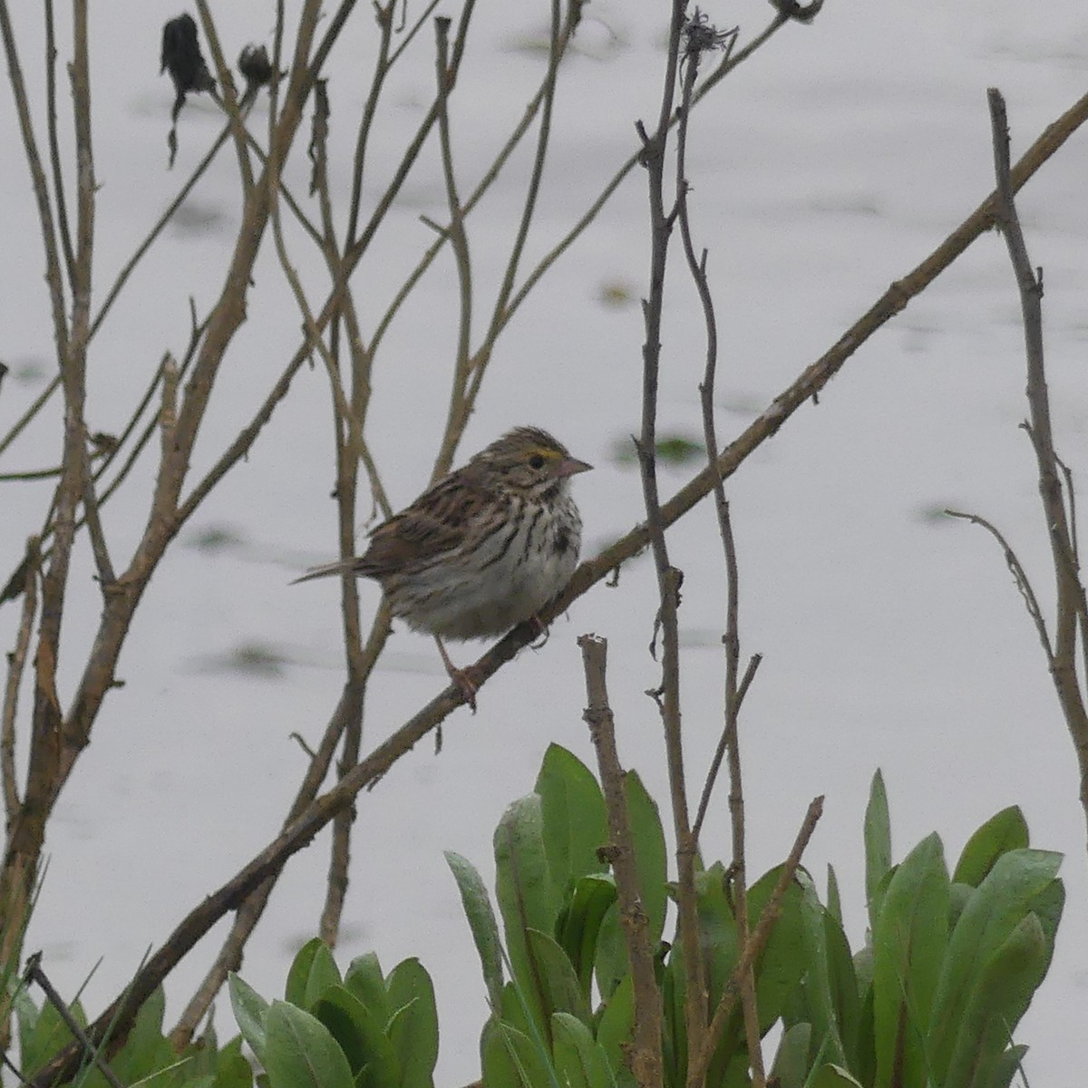 Savannah Sparrow - Justin Carrington