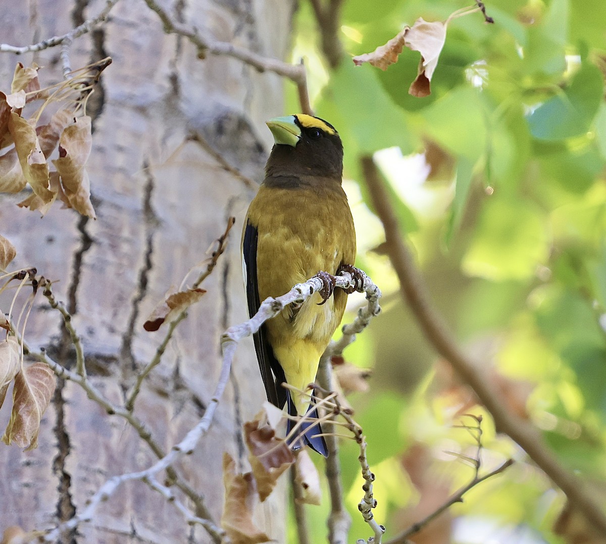 Evening Grosbeak - Jacob Truetken