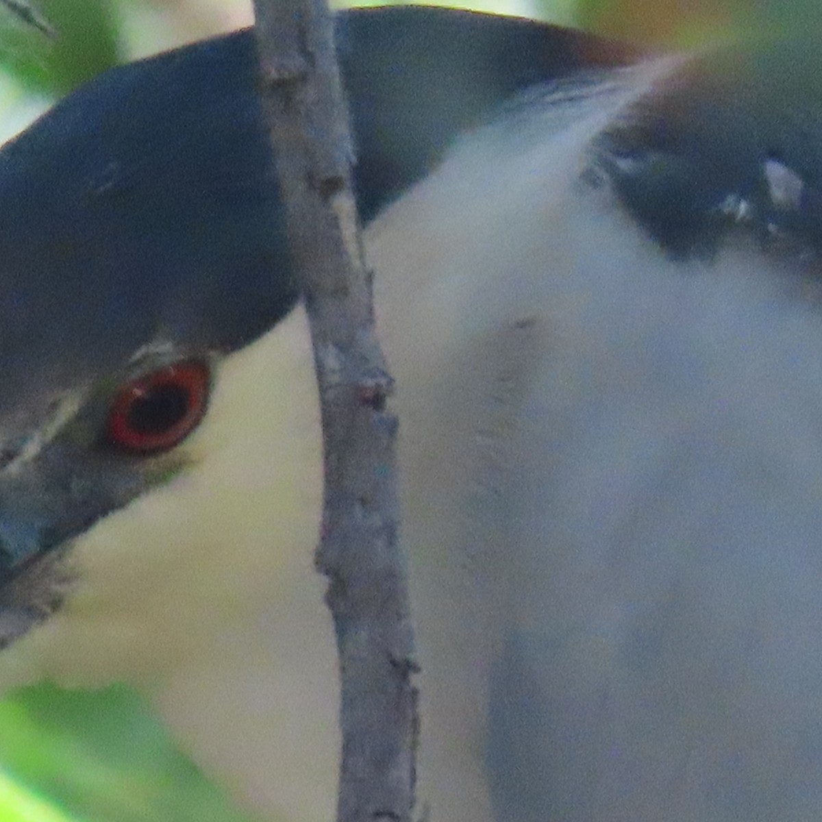 Black-crowned Night Heron - Brian Nothhelfer