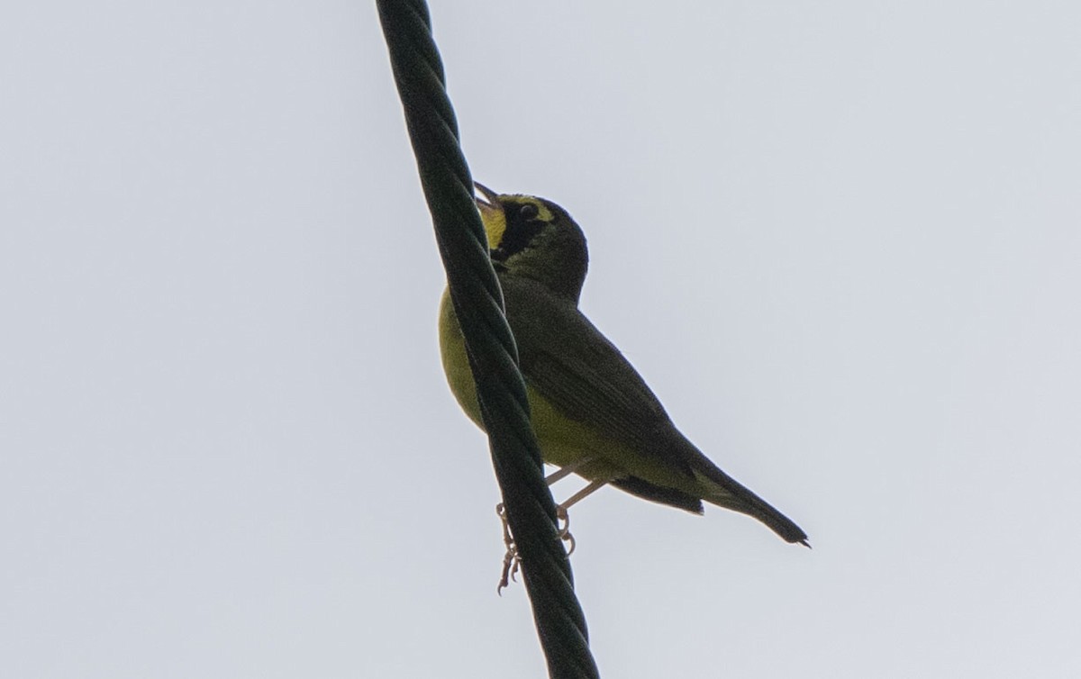 Kentucky Warbler - Matthew Heintzelman