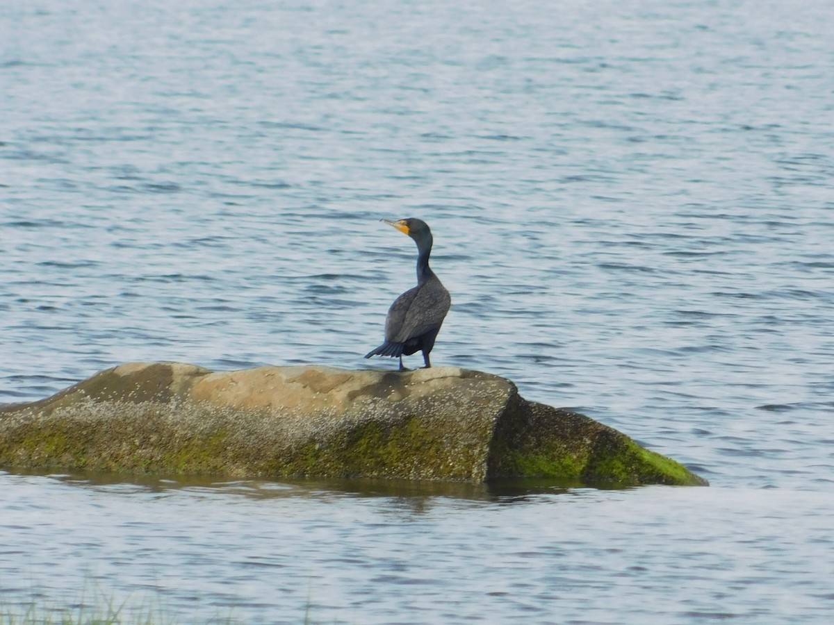 Double-crested Cormorant - Luis Mendes