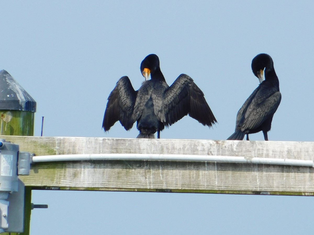 Double-crested Cormorant - Luis Mendes