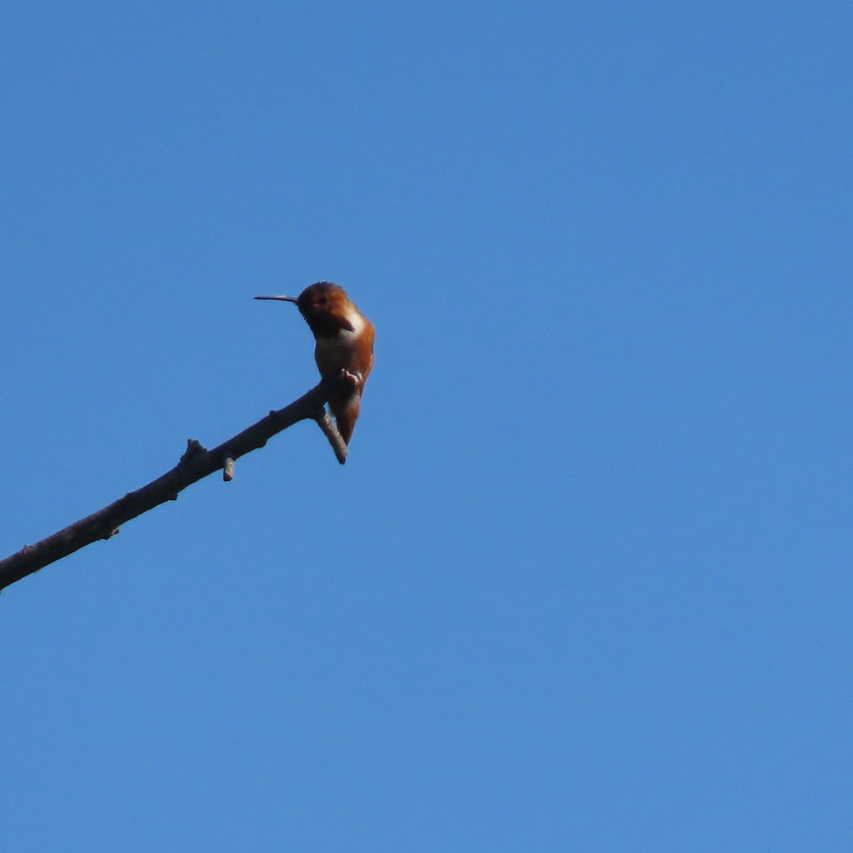 Allen's Hummingbird - Brian Nothhelfer