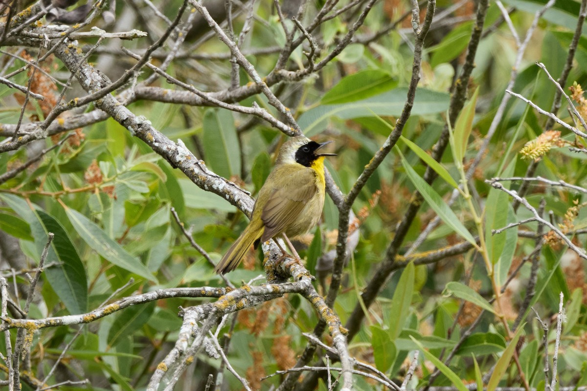 Common Yellowthroat - Haruhiko Ishii