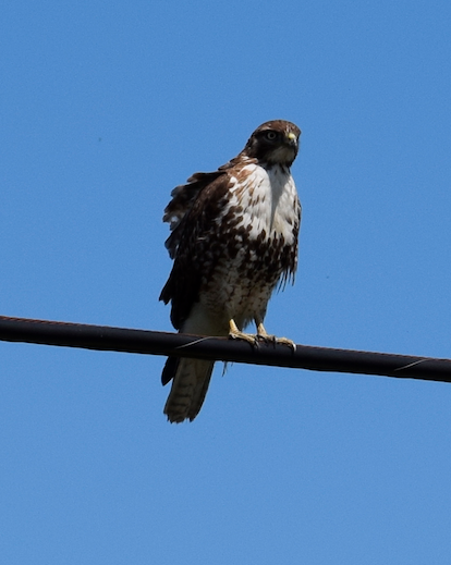 Red-tailed Hawk - Angela Hansen