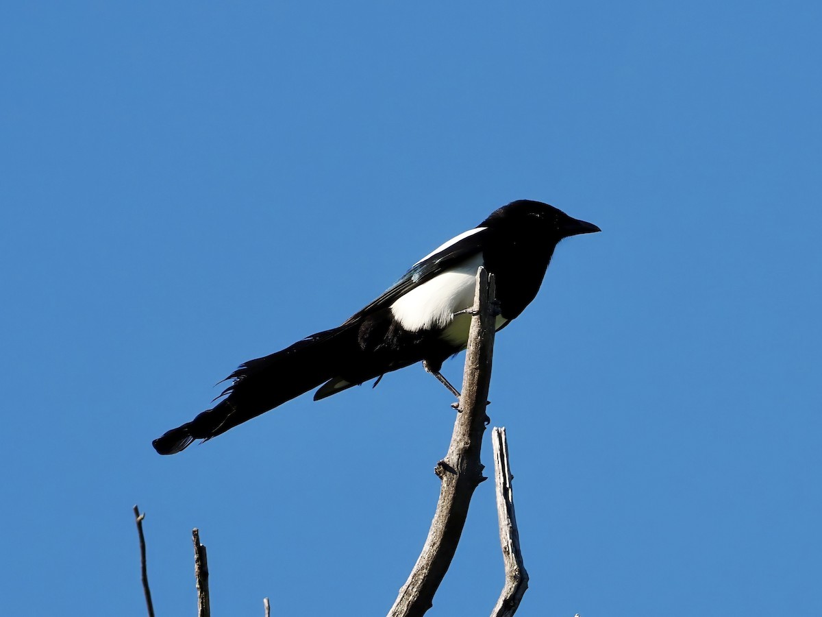 Black-billed Magpie - Melody Serra