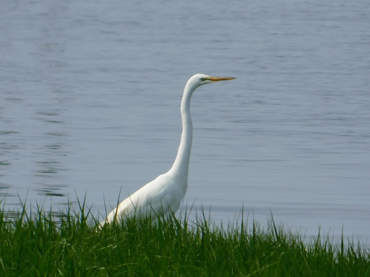 Great Egret - Luis Mendes