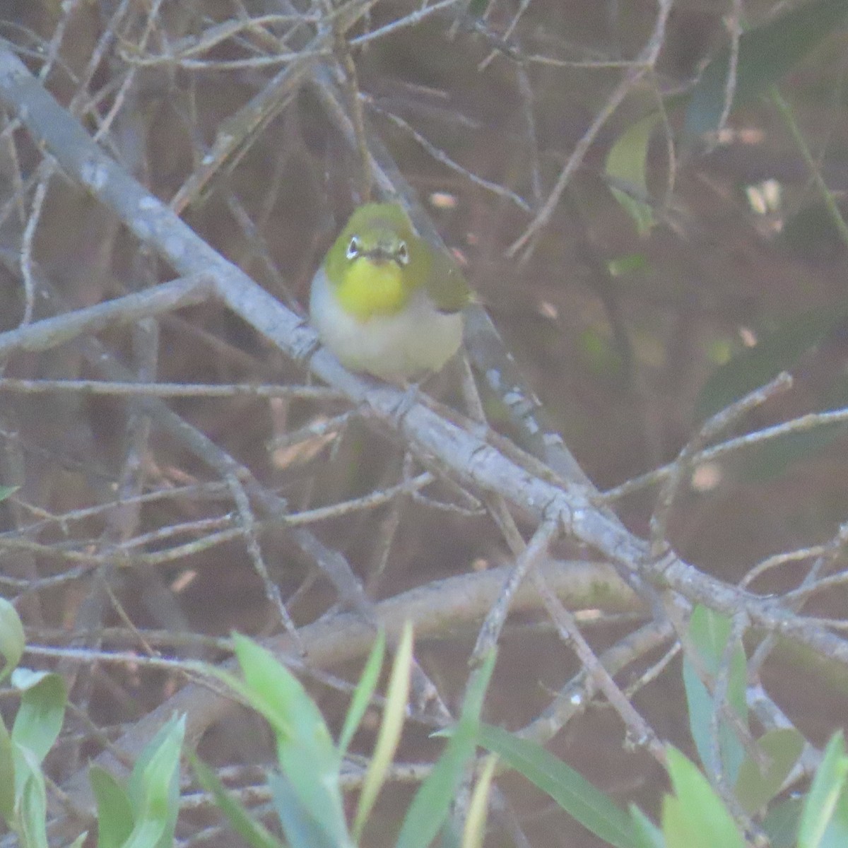 Swinhoe's White-eye - Brian Nothhelfer