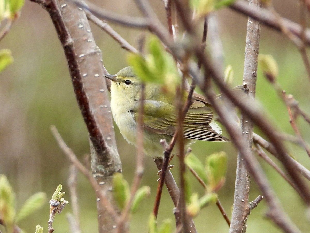 Tennessee Warbler - Sophie Bourdages