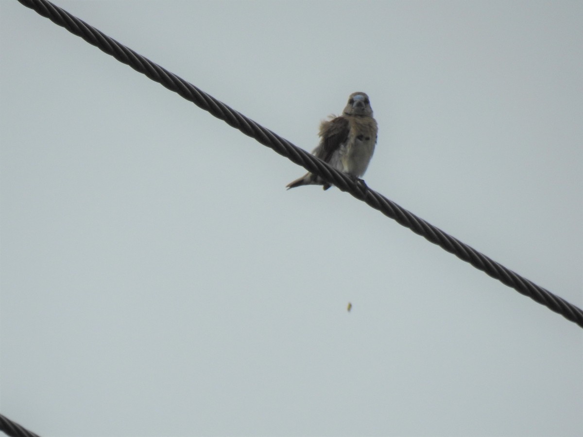 House Sparrow - Monica Mesch