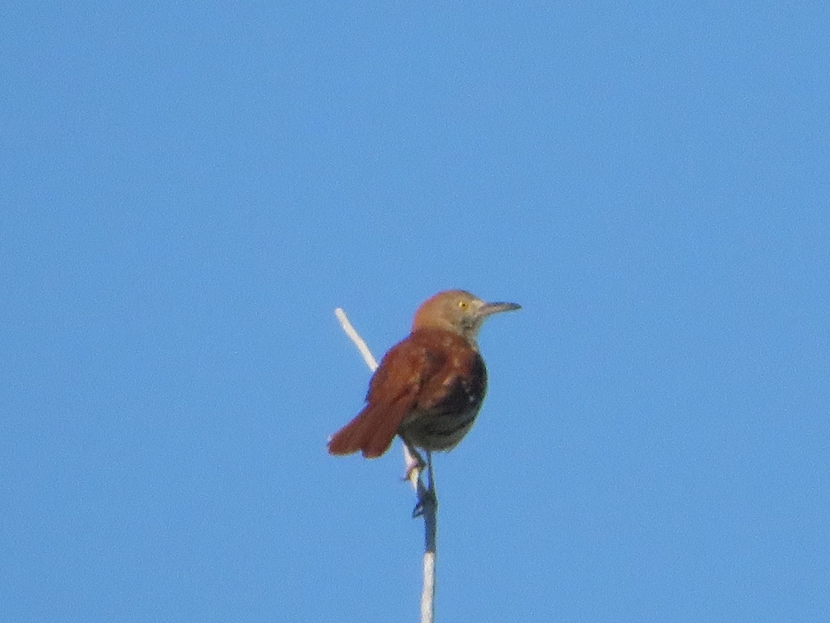 Brown Thrasher - ML619648623