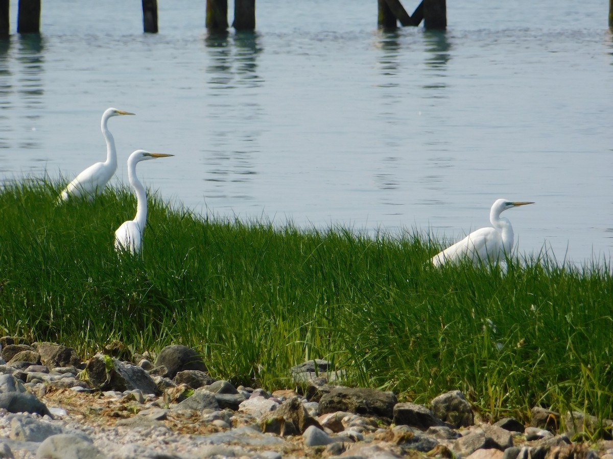 Great Egret - Luis Mendes