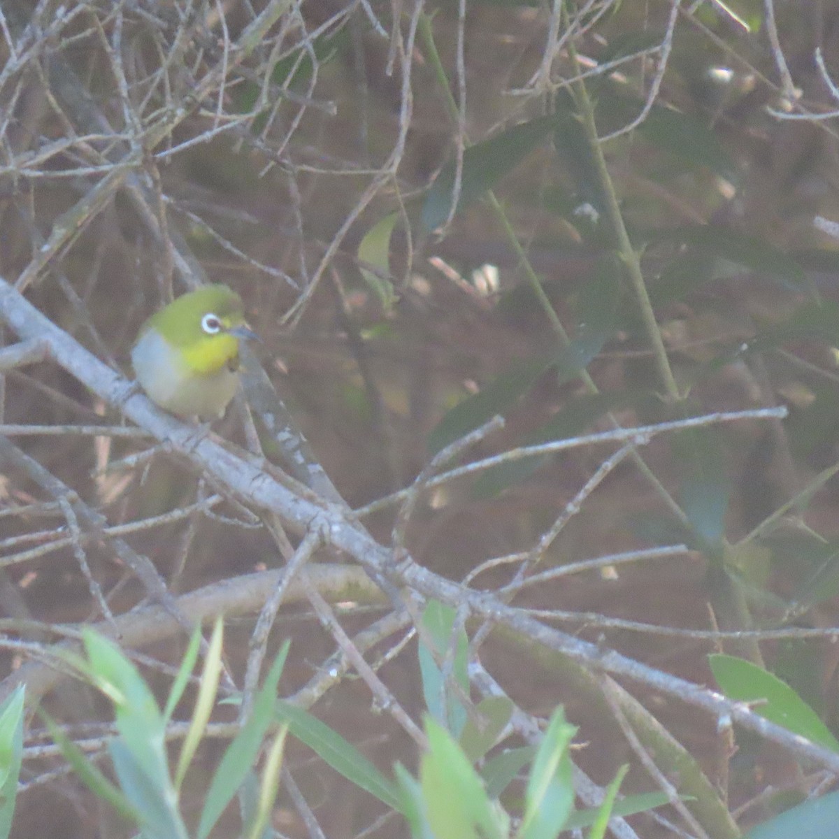 Swinhoe's White-eye - Brian Nothhelfer