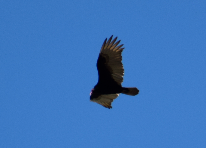 Turkey Vulture - Angela Hansen