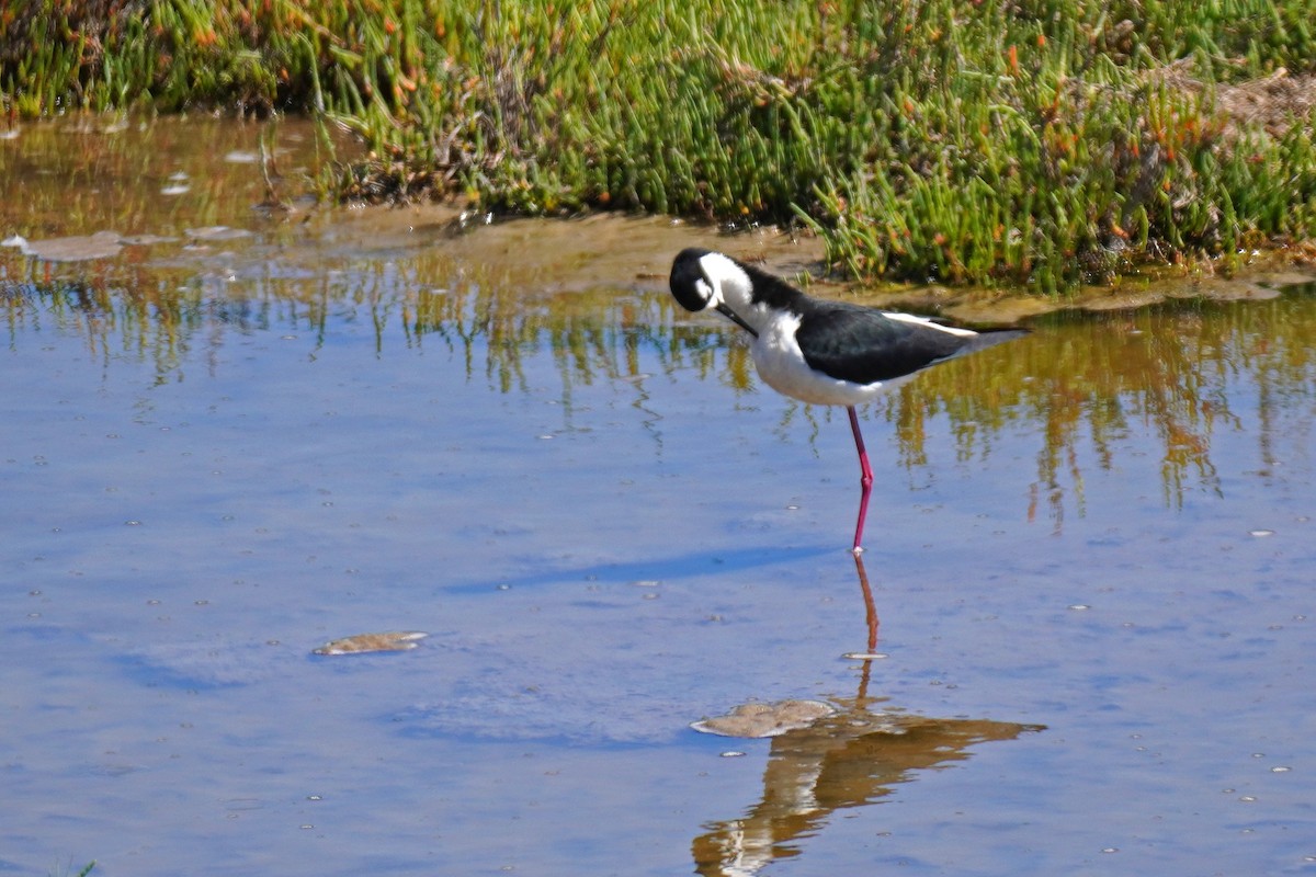 Black-necked Stilt - ML619648635