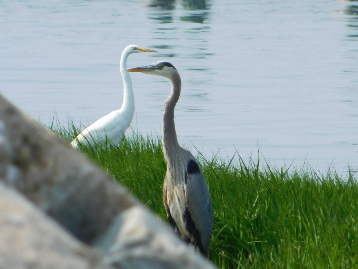 Great Blue Heron - Luis Mendes