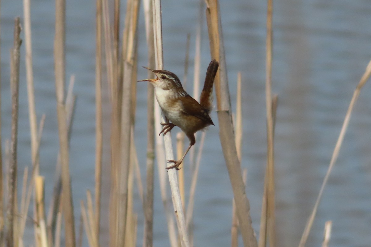 Marsh Wren - ML619648639