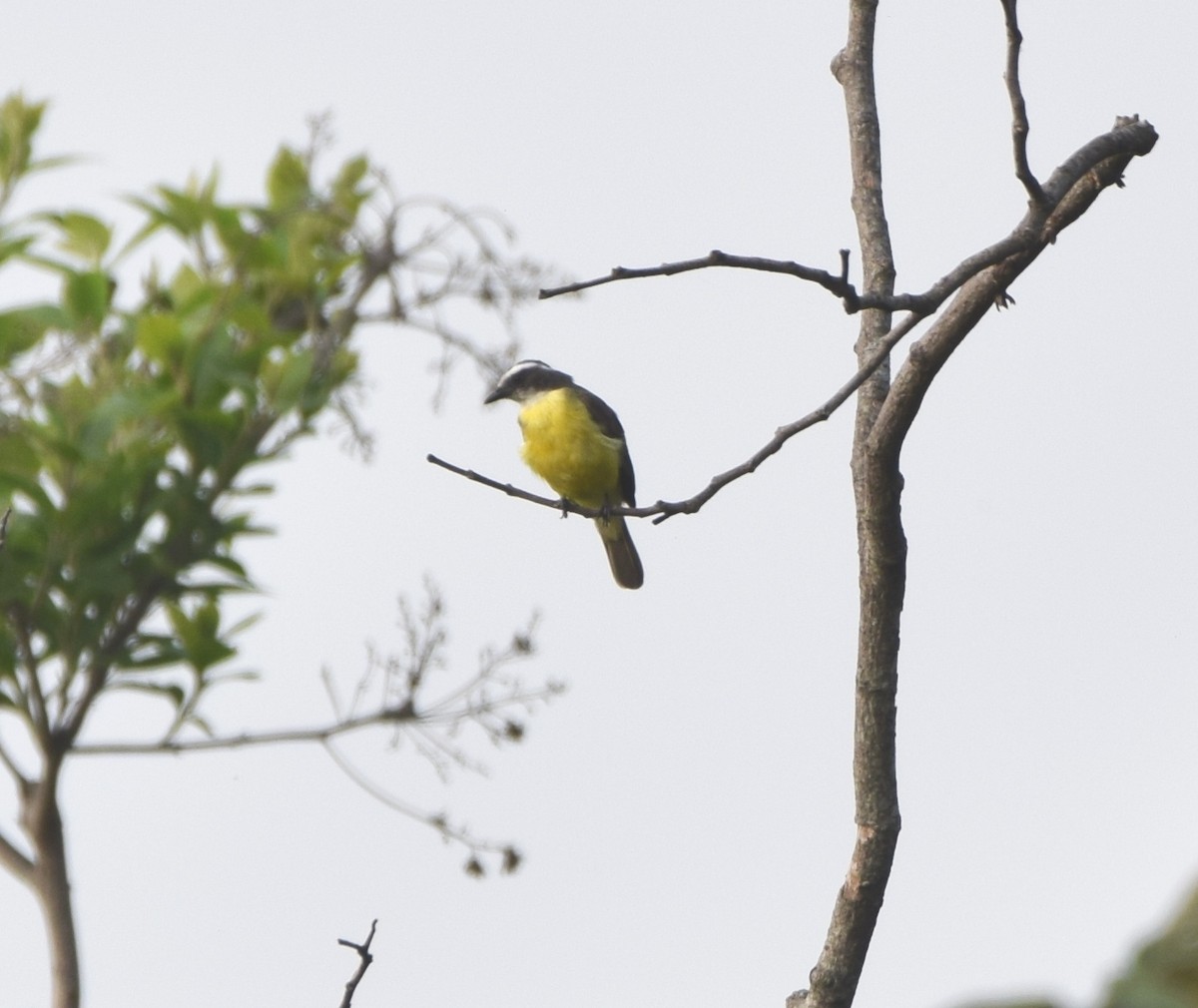 Social Flycatcher - Zuly Escobedo / Osberto Pineda