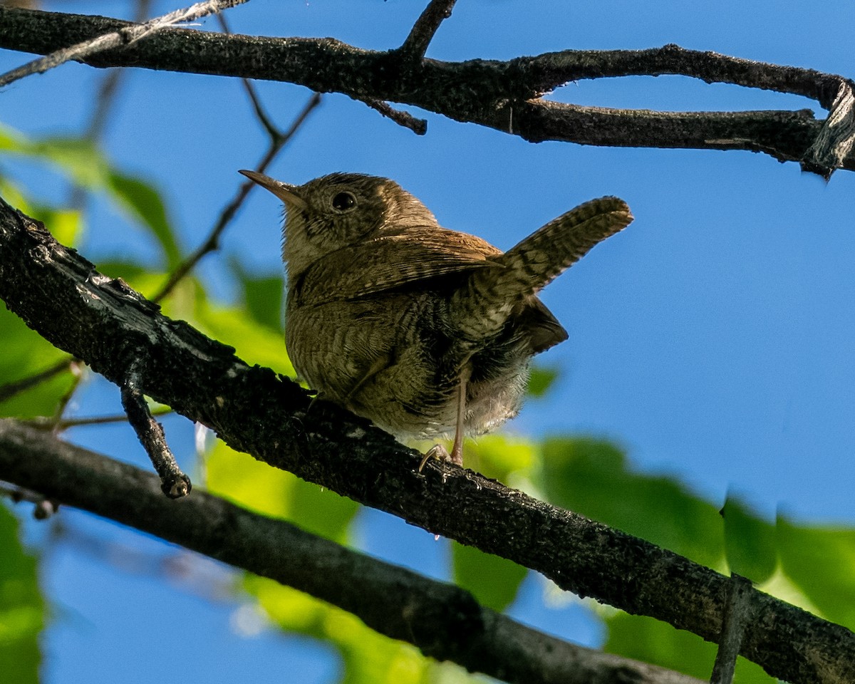 House Wren - Melody Serra