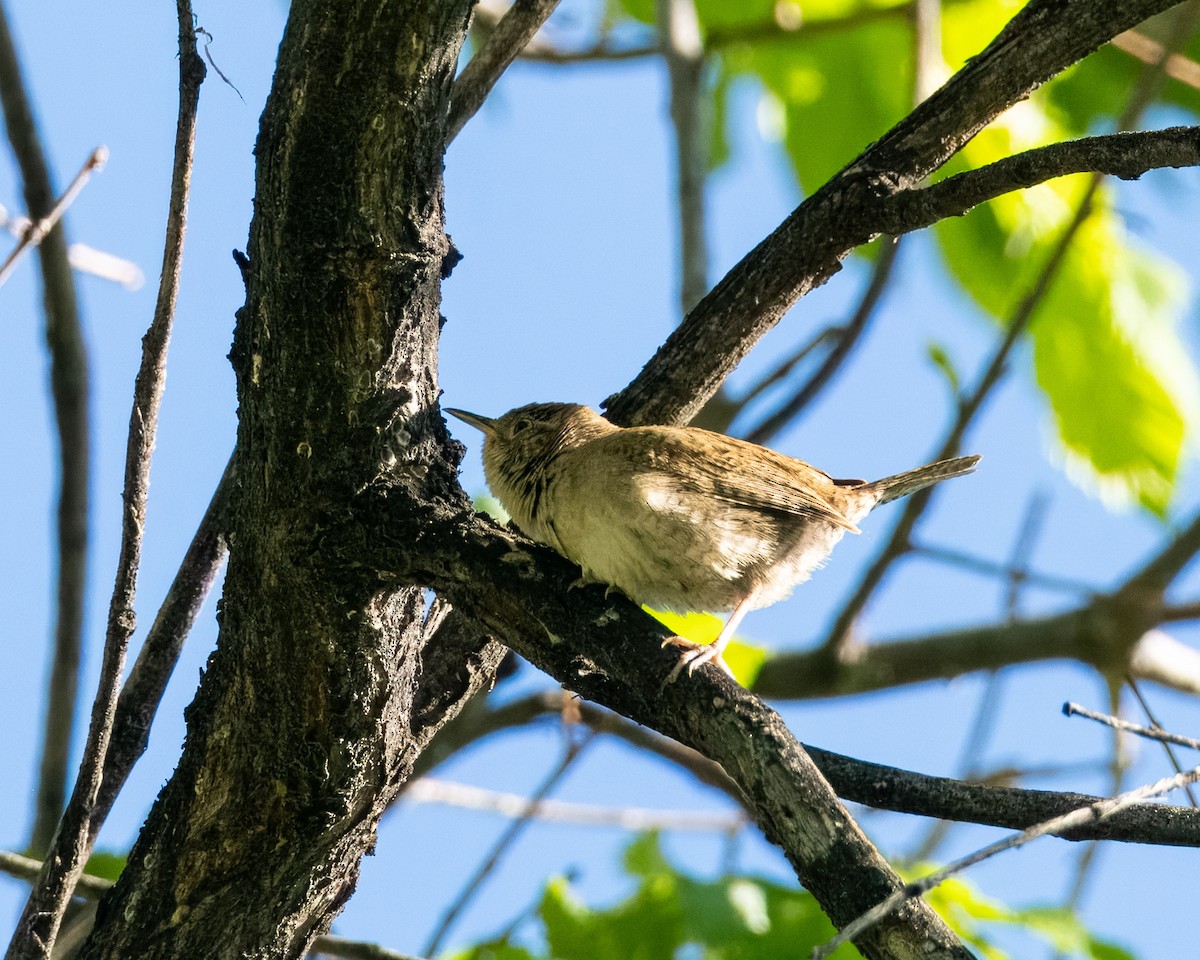 House Wren - Melody Serra