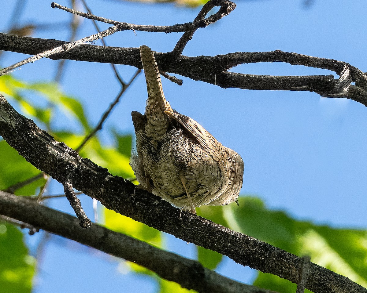 House Wren - Melody Serra