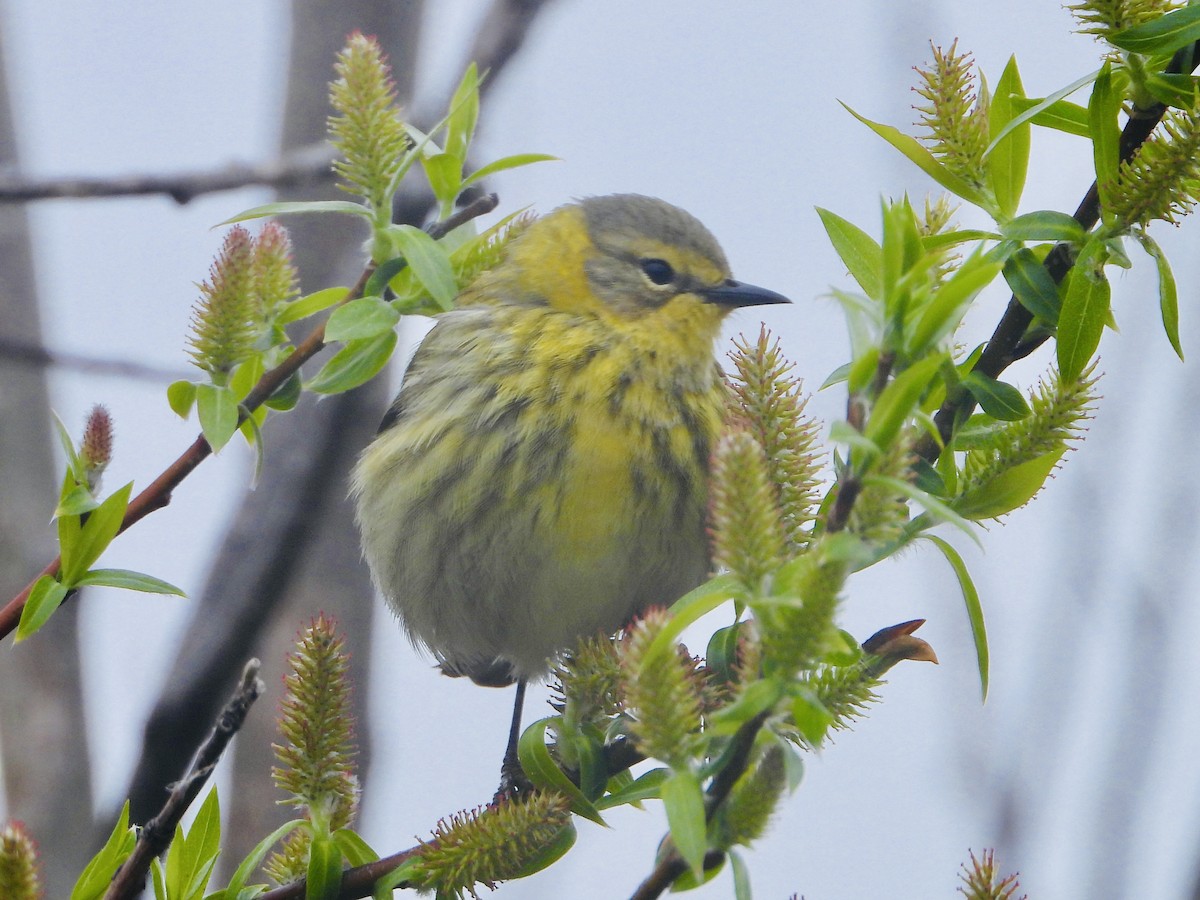 Cape May Warbler - Sophie Bourdages